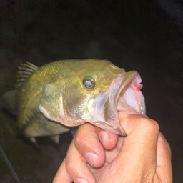 ラージマウスバス