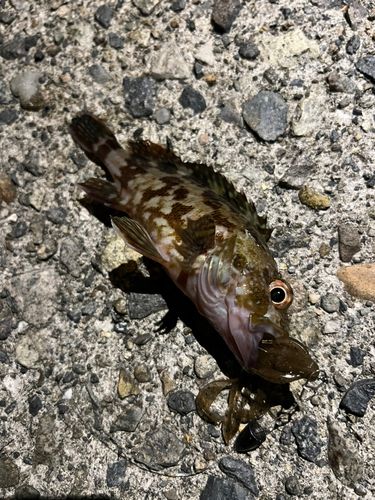ガシラの釣果