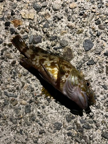 ガシラの釣果