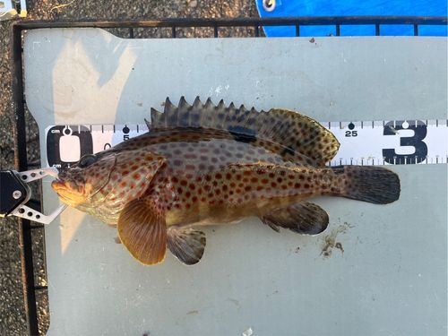 ノミノクチの釣果