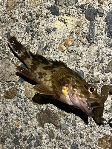 ガシラの釣果