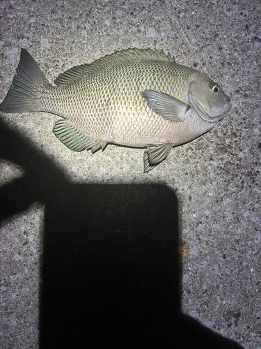 メジナの釣果