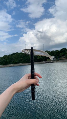 キスの釣果