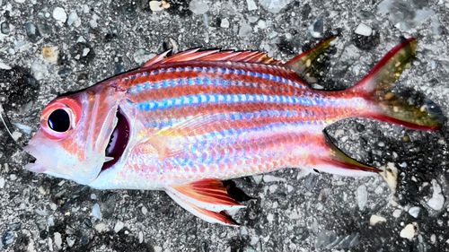 釣果