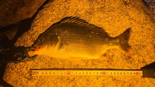 キビレの釣果