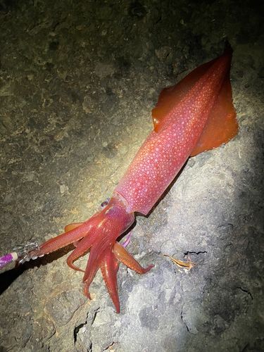 シロイカの釣果