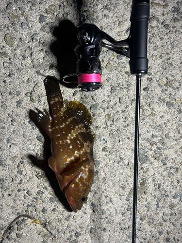 キジハタの釣果