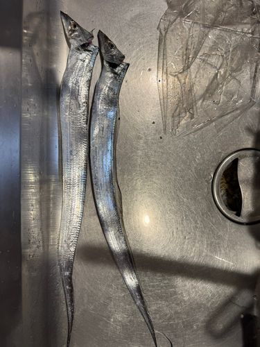 タチウオの釣果