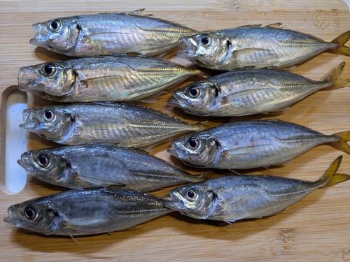 アジの釣果