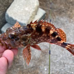 カサゴ