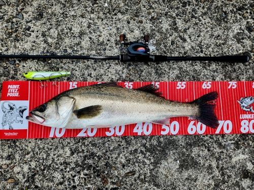 シーバスの釣果