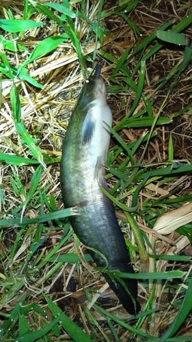 ニホンナマズの釣果