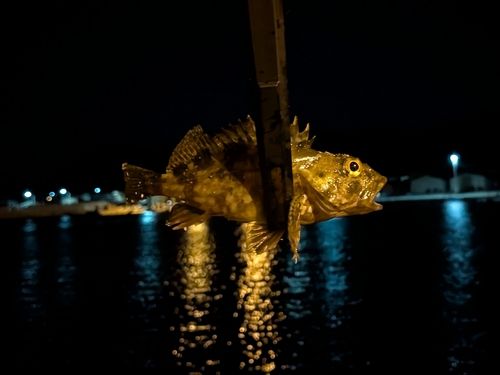 アラカブの釣果