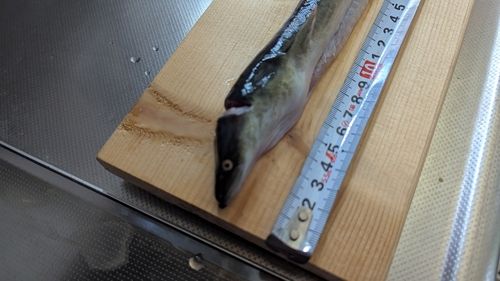 ウナギの釣果
