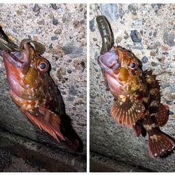 カサゴ