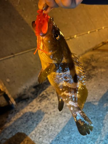 キジハタの釣果