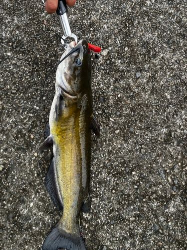 アメリカナマズの釣果