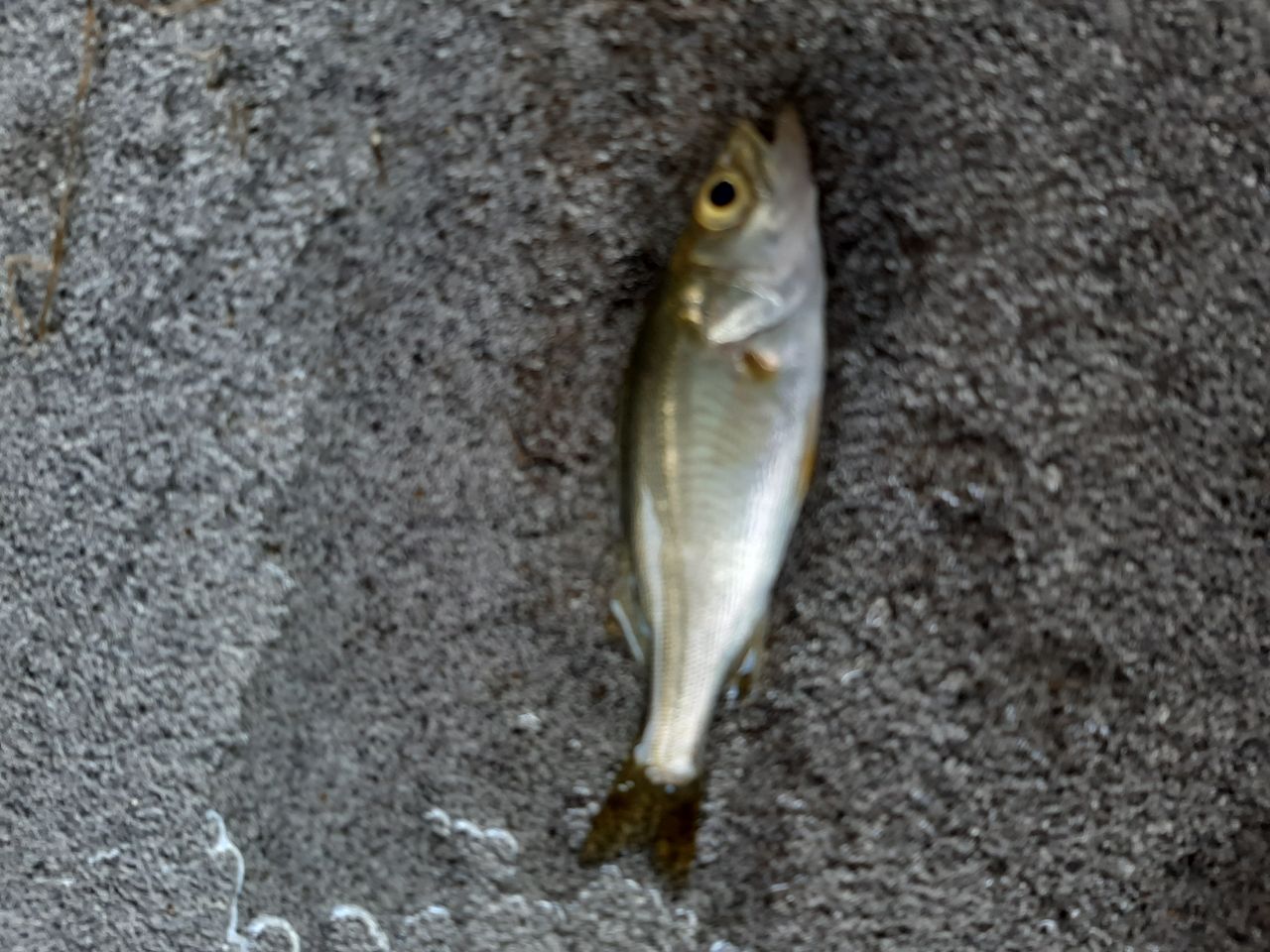 セイゴ（マルスズキ）