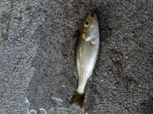 セイゴ(マルスズキ)の釣果