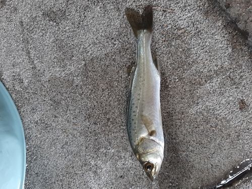 セイゴ(タイリクスズキ)の釣果