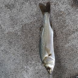 セイゴ（タイリクスズキ）