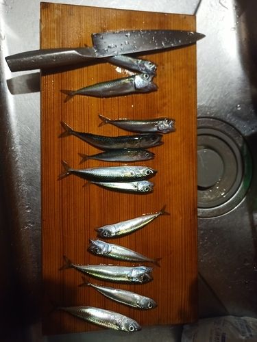 サバの釣果