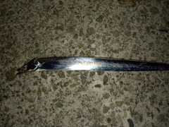 タチウオの釣果