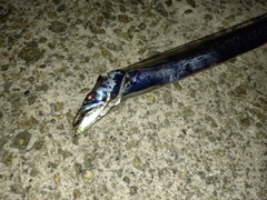 タチウオの釣果