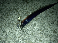 タチウオの釣果