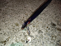 タチウオの釣果