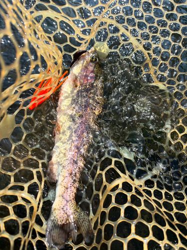 ニジマスの釣果