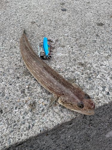 エソの釣果