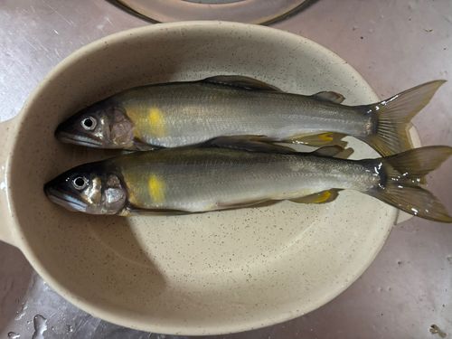 ニジマスの釣果