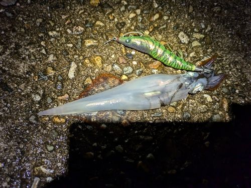 ヤリイカの釣果