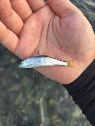 カワムツの釣果