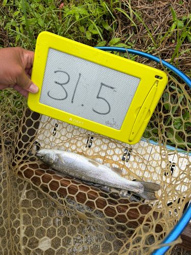 ニジマスの釣果