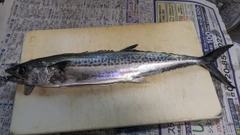 サゴシの釣果
