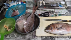 タイの釣果