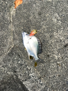 キビレの釣果