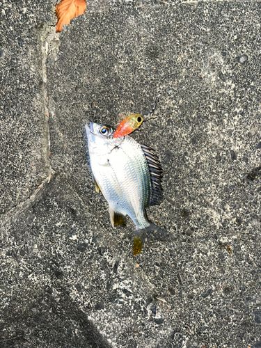 キビレの釣果