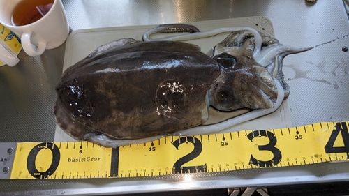 モンゴウイカの釣果