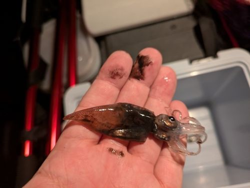 サメの釣果