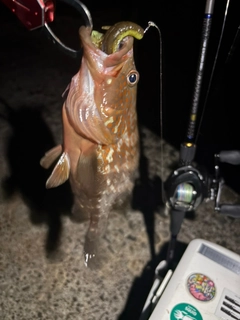 キジハタの釣果