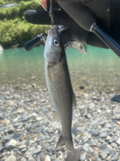 ウグイの釣果