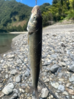 ウグイの釣果