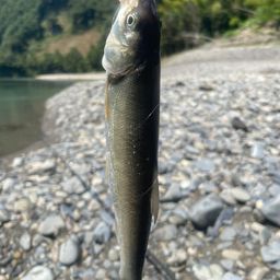 ウグイ