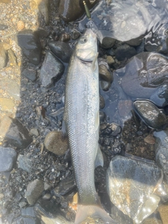 ウグイの釣果