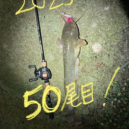 ナマズ