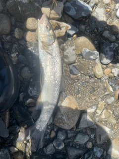 ウグイの釣果