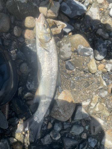 ウグイの釣果